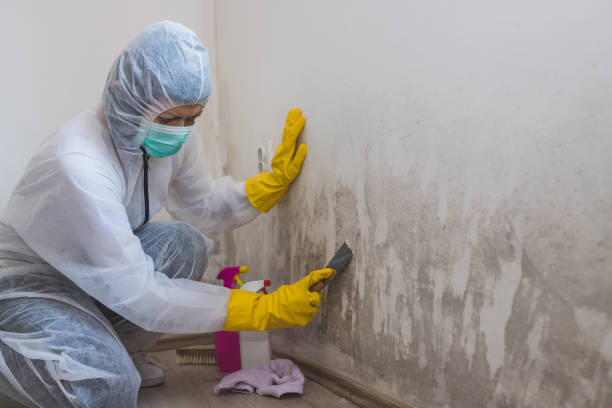 Best Attic Mold Removal  in Brookfield, MO