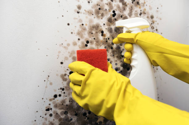 Best Mold Remediation Services  in Brookfield, MO