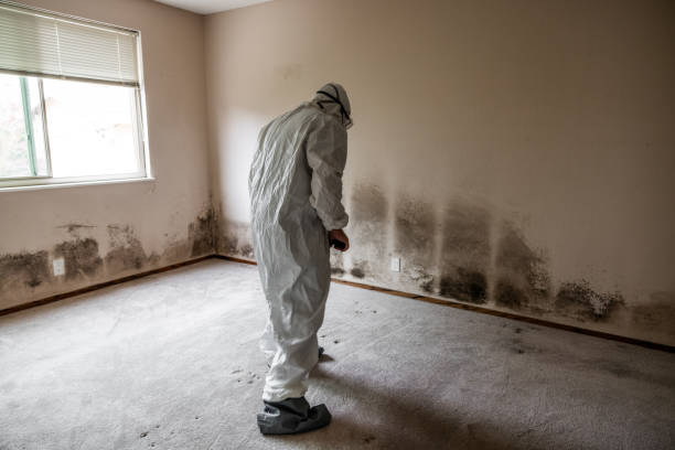 Best Black Mold Removal  in Brookfield, MO